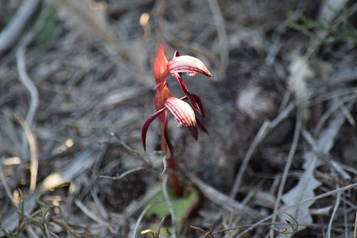 Pyrorchis  - Red beaked orchid-DSC_6959.JPG